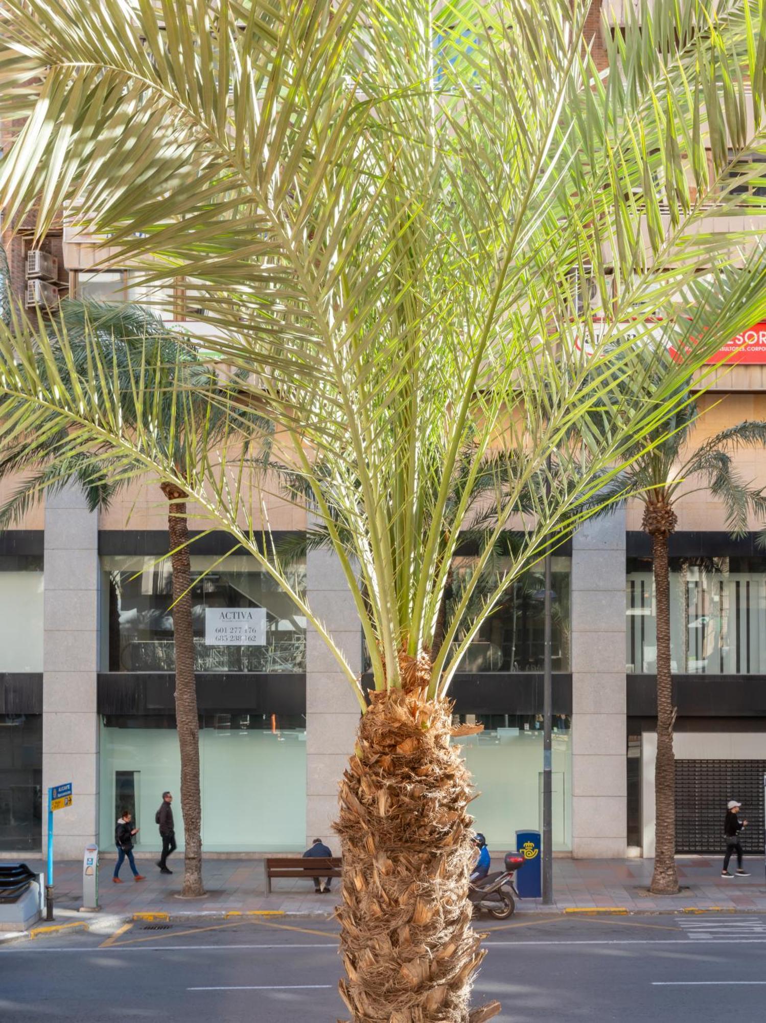 La City Mercado Alicante Exterior foto